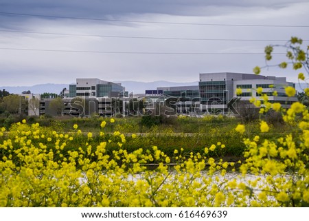 Yahoo office buildings on the shoreline of San Francisco bay on a cloudy spring day, wild mustard blooming on the levees, Sunnyvale, Silicon Valley, California