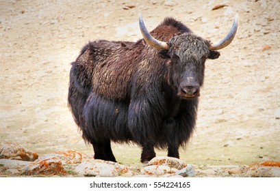 Yak Beef ( Tibet, China )