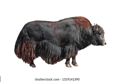 Yak (bos, Mutus) Isolated On White Background