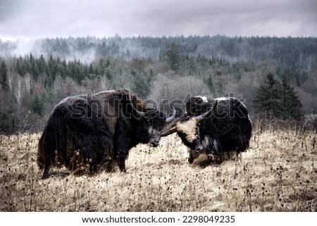 Yak Bulls fighting, Yak cow eating, Yak in Pasture, Ranking match, Cow with horns, long horns, long horn, Nature, Wildlife