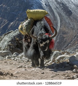 Yak Caravan Near Dusa Village - Everest Region, Nepal, Himalayas