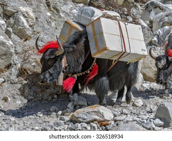 Yak Caravan Near Dusa Village - Everest Region, Nepal, Himalayas