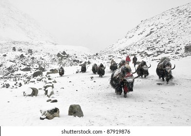 Yak Caravan On The Trek To Mt. Everest - Nepal, Himalayas