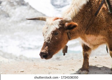 238 Yak track Images, Stock Photos & Vectors | Shutterstock