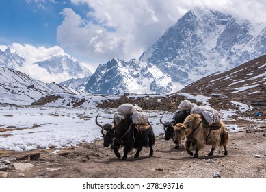 Yak carrying stuff to Everest base camp, Nepal
