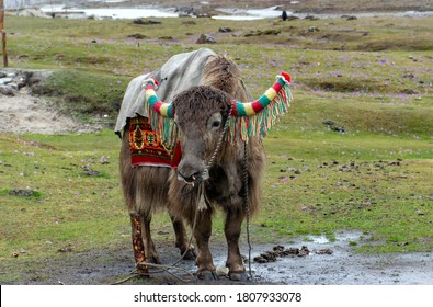 Sikkim Animals High Res Stock Images Shutterstock