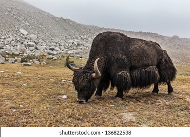 Yak Grazing In Himalayas. Ladakh, India