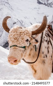 Yak Head Close-up In The Mountains