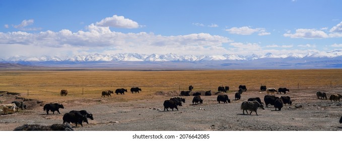 Yak Herd On Grassland And Snow Mountain