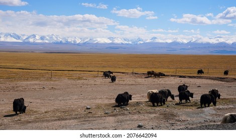 Yak Herd On Grassland And Snow Mountain