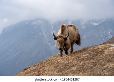 A Yak In The Himalayan Mountains Of Nepal.