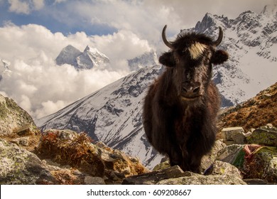 Yak In The Himalayas