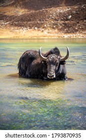 Yak In The Ice Lake On Annapurna Circuit