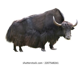 Yak Isolated On White Background