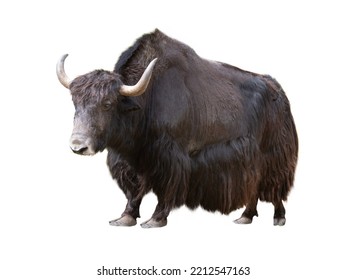 Yak Isolated On White Background