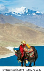 Yak With Lake Background In Tibet，China