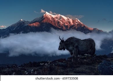 Yak And Mountain. Nepal, Himalaya.