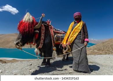 Yak, Namtso Lake In Tibet,China