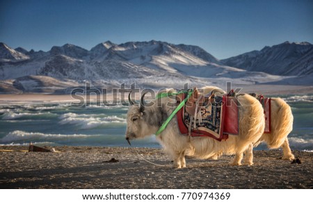 Yak, Namtso Lake in Tibet,China