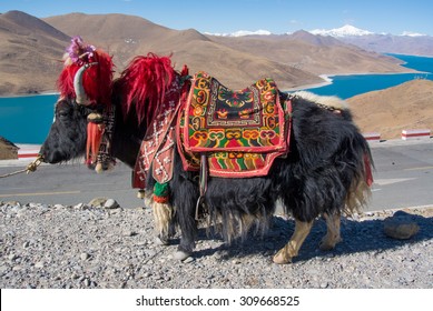 Yak - Native Animal Of Tibet China