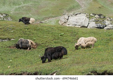 105 Yak Northern India Images, Stock Photos & Vectors 