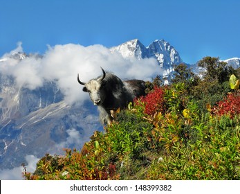 Yak On The Slope In Sagarmatha National Park, Himalayas, Nepal