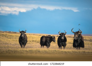 Yak On The Tibetan Plateau Of China