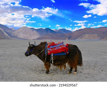 Yak At The Pangong Lake, Ladakh