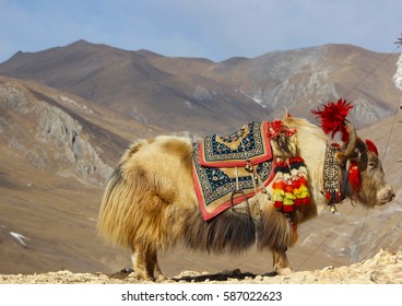 Yak Ride
