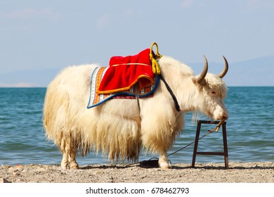 Yak Ride Near The Lake