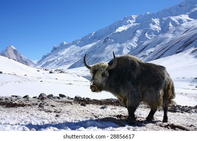 Yak In Snowy Himalayas