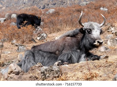 Yak Stands Around Langtang National Park, Nepal.