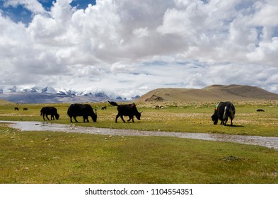 Tibetan gazelle Images, Stock Photos & Vectors | Shutterstock