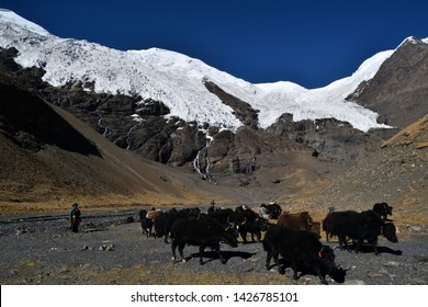 Yak Under The Carola Glacier In Tibet