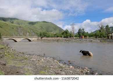 Yak Walking In River With Bridge And Hills In Background