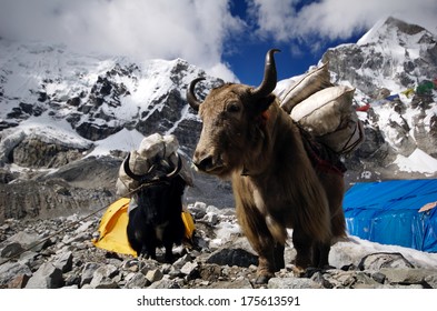 Yaks carrying supplies to Mt. Everest Base Camp, Himalayas, Nepal