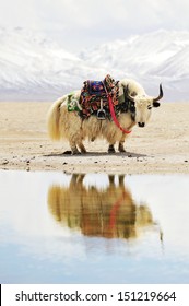 Yaks in front of snow covered mountains and lake in Tibet