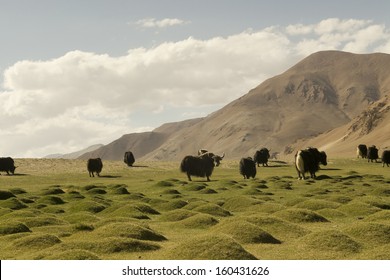 Yaks In The Tibetan Plateau