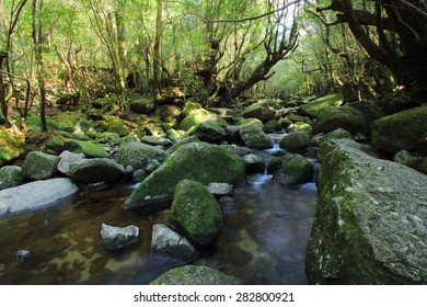 Yakushima, Shiratani Unsuikyo