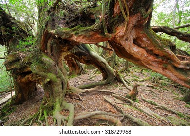 Yakushima, Shiratani Unsuikyo