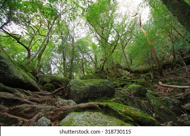 Yakushima, Shiratani Unsuikyo