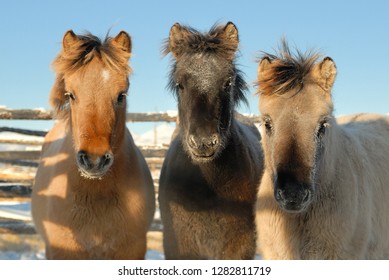 Yakut Horse In Oymyakon