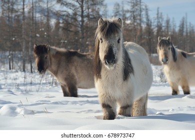 Yakut Horses