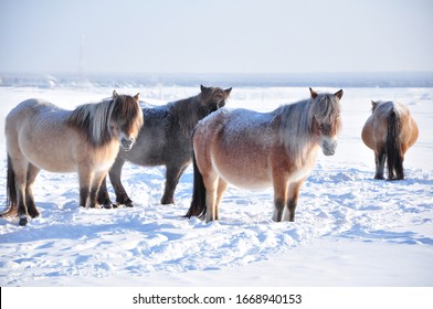 Oymyakon Hd Stock Images Shutterstock