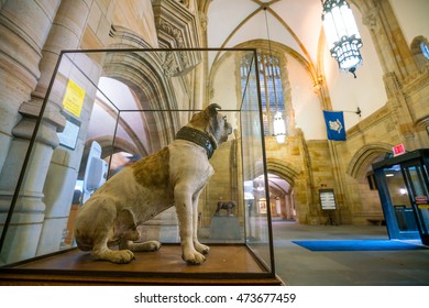 Yale University, New Haven - AUGUST 23: Handsome Dan On August 23, 2016. It Is A Bulldog Who Serves As The Mascot Of Yale University's Sports Teams In New Haven, Connecticut. 