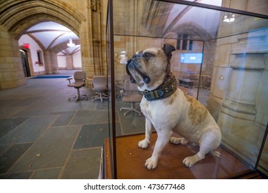 Yale University, New Haven - AUGUST 23: Handsome Dan On August 23, 2016. It Is A Bulldog Who Serves As The Mascot Of Yale University's Sports Teams In New Haven, Connecticut. 