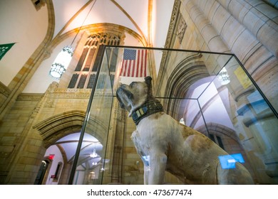 Yale University, New Haven - AUGUST 23: Handsome Dan On August 23, 2016. It Is A Bulldog Who Serves As The Mascot Of Yale University's Sports Teams In New Haven, Connecticut. 