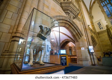 Yale University, New Haven - AUGUST 23: Handsome Dan On August 23, 2016. It Is A Bulldog Who Serves As The Mascot Of Yale University's Sports Teams In New Haven, Connecticut. 