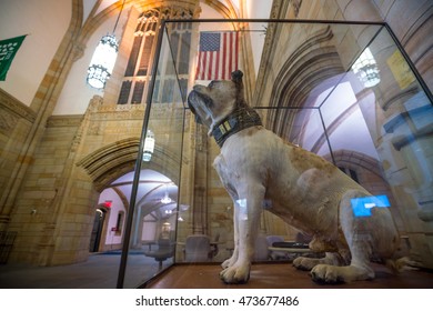 Yale University, New Haven - AUGUST 23: Handsome Dan On August 23, 2016. It Is A Bulldog Who Serves As The Mascot Of Yale University's Sports Teams In New Haven, Connecticut. 