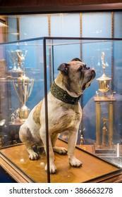 yale stuffed bulldog